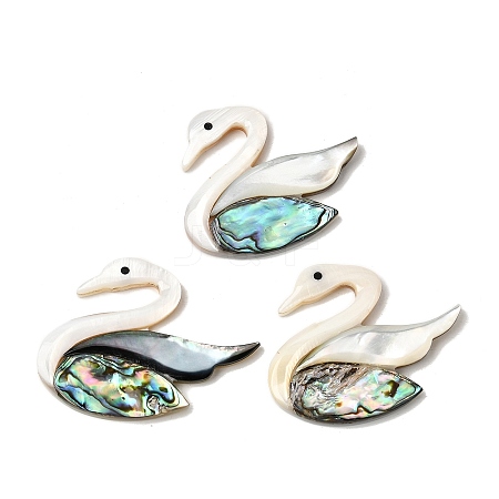 Natural Freshwater Shell & Paua Shell & White Shell Cabochons SHEL-C009-02-1