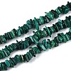 Natural Freshwater Shell Beads Strands SHEL-T020-41-1