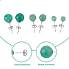 FIBLOOM 3 Pairs 3 Styles Natural Green Aventurine Round Stud Earrings with 925 Sterling Silver Pins EJEW-FI0002-16-3