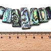Natural Paua Shell Beads Strands BSHE-S305-01A-4