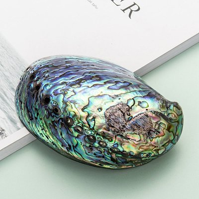 Natural Abalone Shell/Paua ShellDecoration X-SSHEL-F0005-01-1