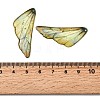 2Pcs Transparent Epoxy Resin Pendants RESI-A044-04C-3