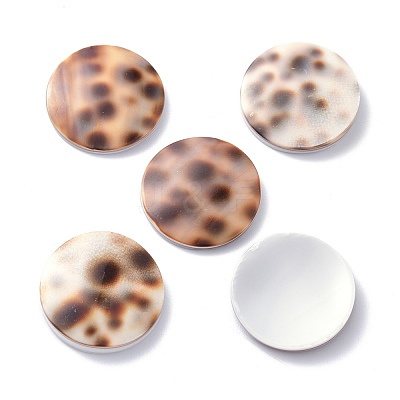 Tiger Cowrie Shell Cabochons BSHE-Z002-11-1