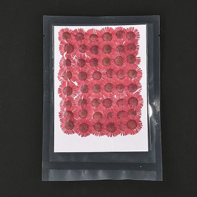 Centaurea Iberica Embossing Dried Flower DIY-K032-65K-1