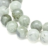Natural Labradorite Beads Strands G-G828-01-10mm-3