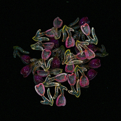 Luminous Transparent Resin Cabochons RESI-D013-05A-1