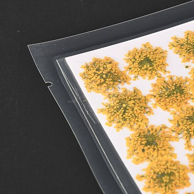 Pressed Dried Flowers DIY-K032-58A-1