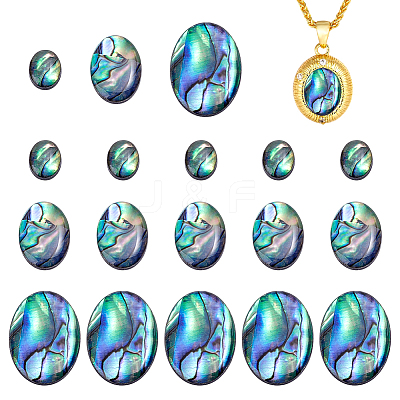 18Pcs 3 Styles Natural Paua Shell Cabochons SSHEL-PH0001-43-1