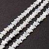 Natural Trochid Shell/Trochus Shell Beads SSHEL-O001-25C-02-2