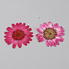 Pressed Dried Flowers DIY-WH0308-412A-1-1