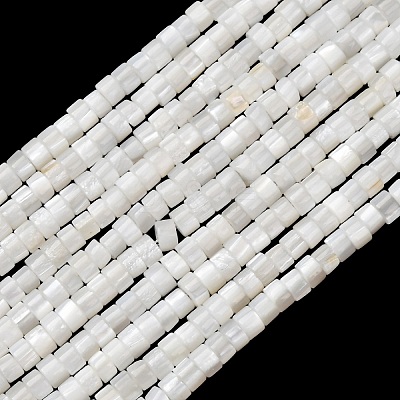 Natural Freshwater Shell Beads Strands SHEL-K006-72C-1
