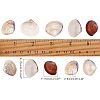 Clam Shell Beads SSHEL-NB0001-11-2