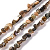 Natural Paua Shell Beads Strands BSHE-B007-04-1