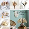 Mini Dried Pampas Grass HULI-PW0002-112D-2