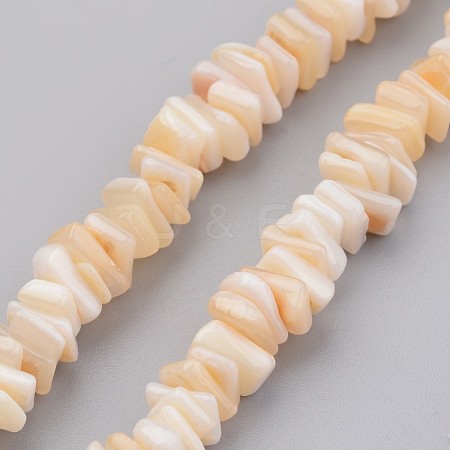 Natural Shell Bead Strands X-BSHE-P021-03-1