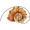 2Pcs Golden Ratio Plastic Fibonacci Composition View Finder AJEW-DR0001-85A-5