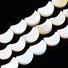 Natural Freshwater Shell Beads Strands SHEL-N026-151-1