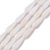 Natural Freshwater Shell Beads Strands SHEL-A004-03-2
