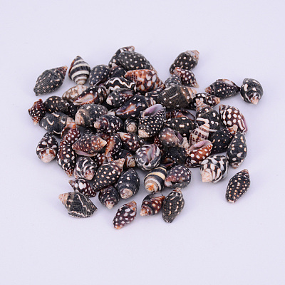 Natural Spril Shell Beads SSHEL-WH0001-22-1