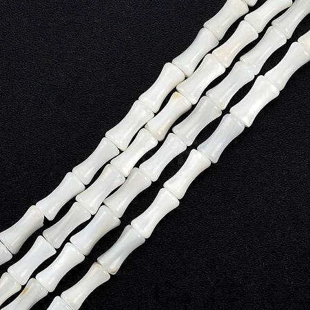 Natural Freshwater Shell Beads Strands SHEL-G013-01B-1