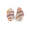 Natural Spiral Shell Beads SSHEL-T014-46-3