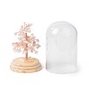 Natural Rose Quartz Chips Money Tree in Dome Glass Bell Jars with Wood Base Display Decorations DJEW-B007-04B-3