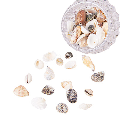 Mixed Natural Shell Bead Sets BSHE-PH0003-03-1