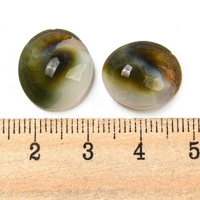 Conch Sea Shell Cabochons BSHE-Z005-08-1