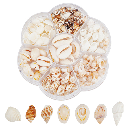 135Pcs 5 Size Natural Conch Shell Beads BSHE-PH0001-14-1