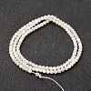 Natural White Shell Beads Strands X-G-G680-54-2