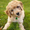 32Pcs 4 Colors Transparent Blank Acrylic Pet Dog ID Tag PALLOY-AB00045-6