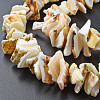 Natural Spiral Shell Bead Strands SSHEL-N034-110-4