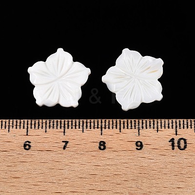 Natural Freshwater Shell Carved Cabochons SSHEL-T017-03-1