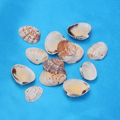 Natural Shell Beads PTS022Y-1
