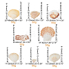 Natural Sea Shell Beads Kits SSHEL-PH0002-49-4